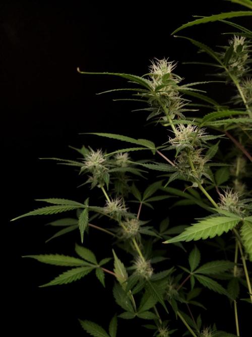 White widow auto 2. Week 7