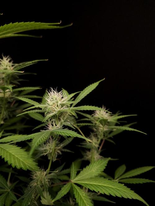 White widow auto 2. Week 7