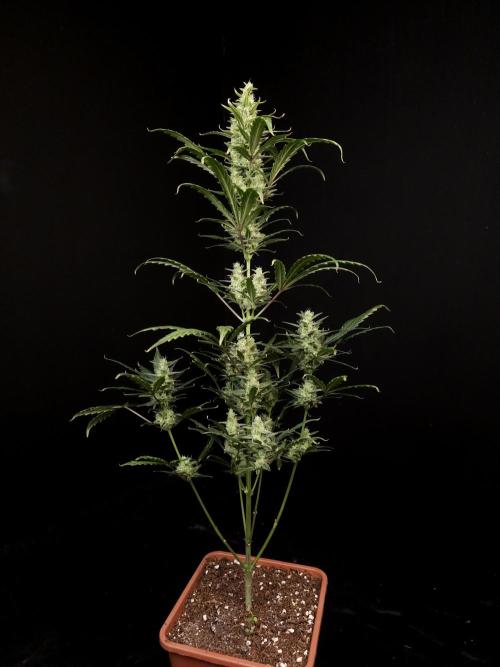 Girl scoute cookies auto. Week 7