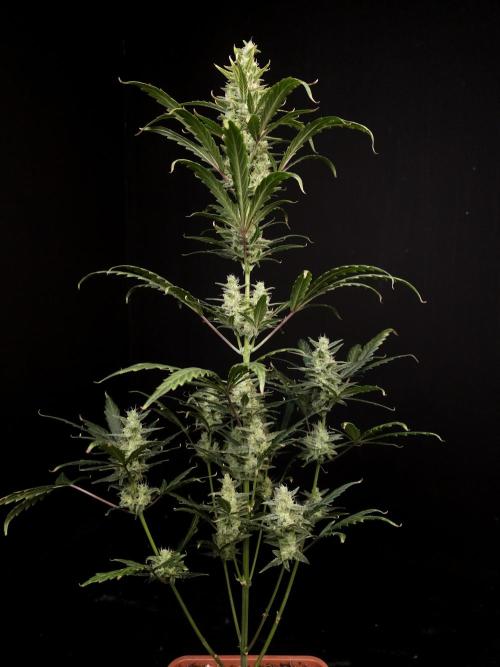 Girl scoute cookies auto. Week 7
