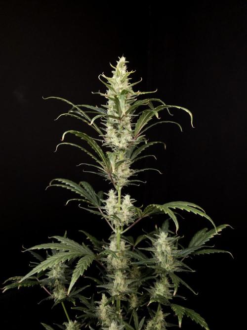 Girl scoute cookies auto. Week 7