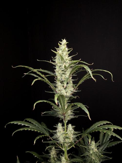 Girl scoute cookies auto. Week 7