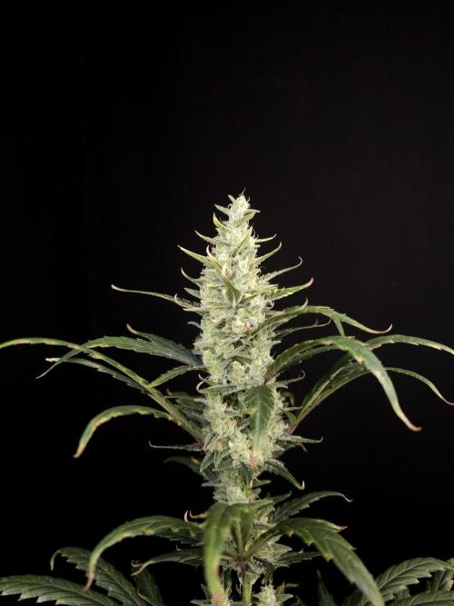 Girl scoute cookies auto. Week 7