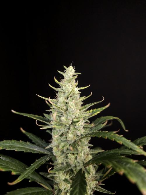 Girl scoute cookies auto. Week 7