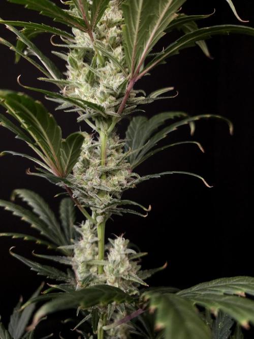 Girl scoute cookies auto. Week 7