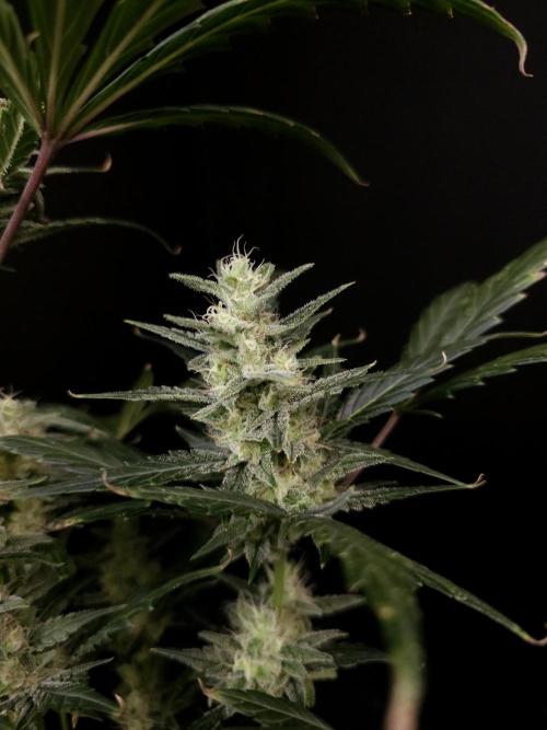Girl scoute cookies auto. Week 7