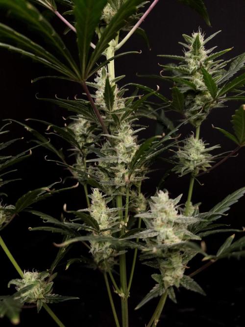 Girls Scout Cookies Automatic. Week 7