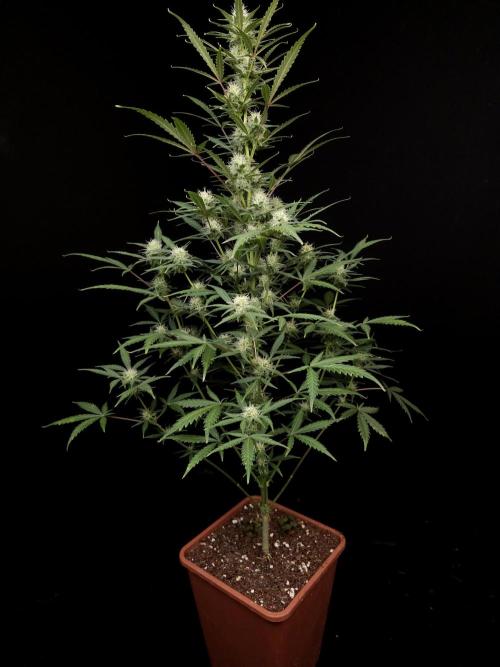 G.s.c auto 2. Week 7