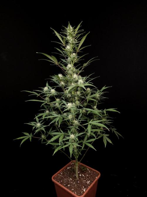 G.s.c auto 2. Week 7