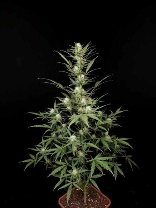 G.s.c auto 2. Week 7