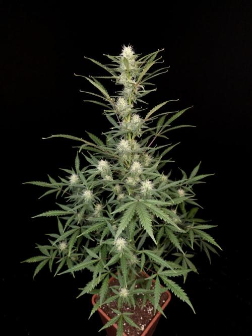 G.s.c auto 2. Week 7