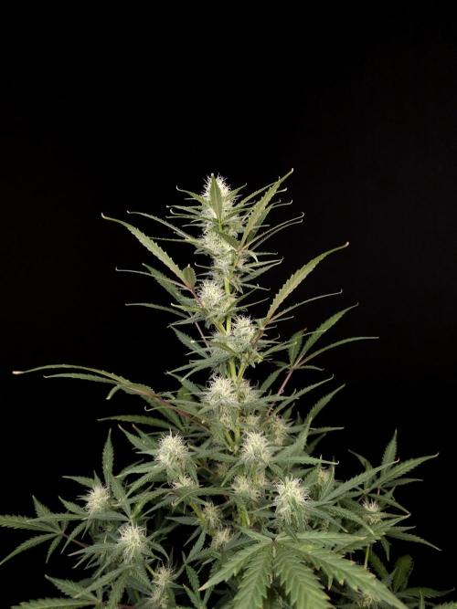 G.s.c auto 2. Week 7