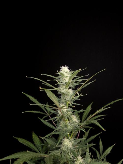 G.s.c auto 2. Week 7