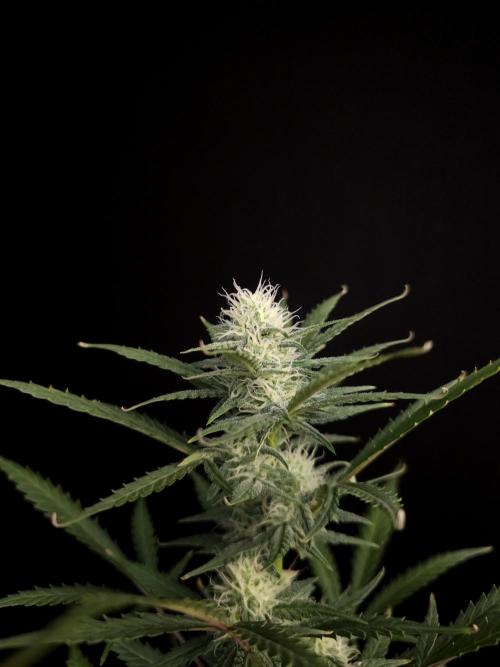 G.s.c auto 2. Week 7