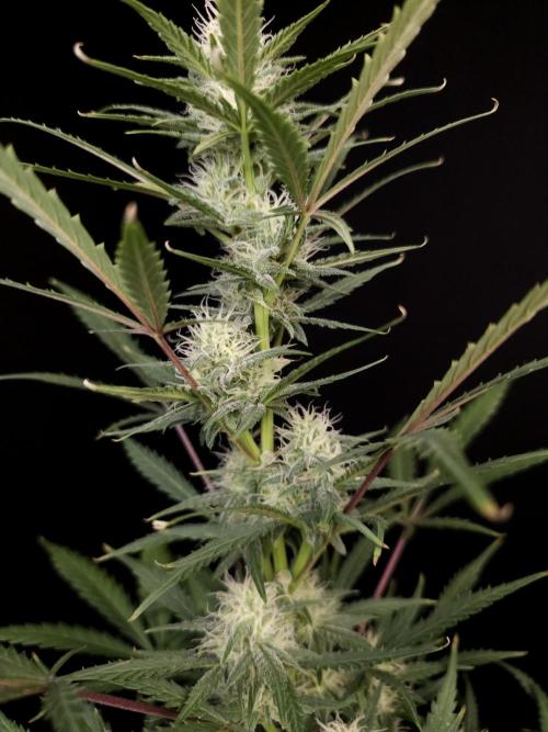 G.s.c auto 2. Week 7