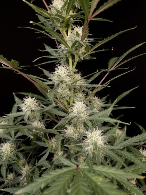 G.s.c auto 2. Week 7