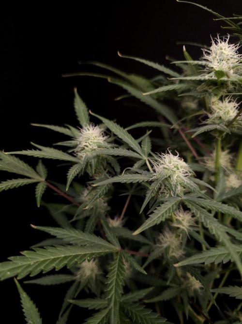 G.s.c auto 2. Week 7