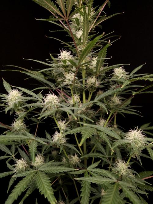 G.s.c auto 2. Week 7