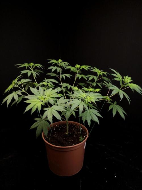 Sweet & Sour. Week 8