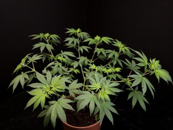 Sweet & Sour. Week 8