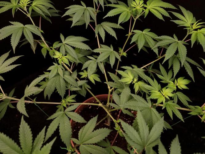 Sweet & Sour. Week 8