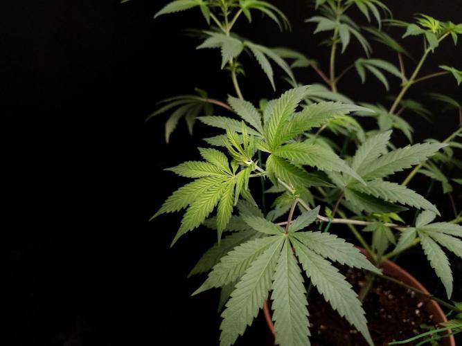 Sweet & Sour. Week 8