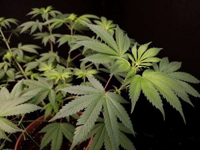 Sweet & Sour. Week 8