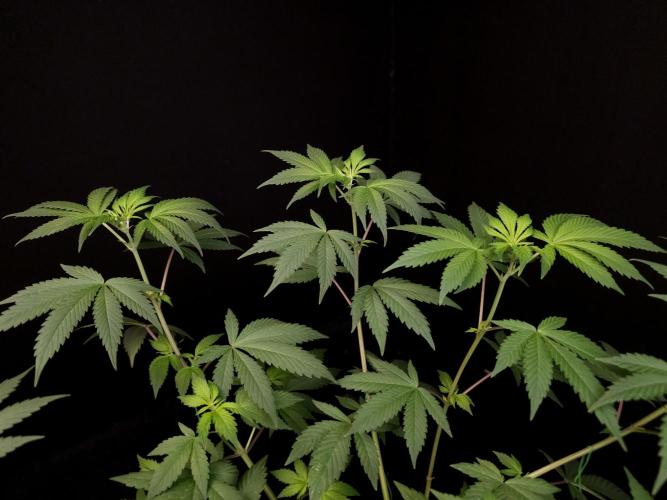 Sweet & Sour. Week 8