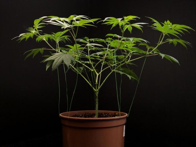 Sweet n Sour Indoor. Week 8