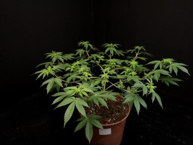 Snow White. Week 8
