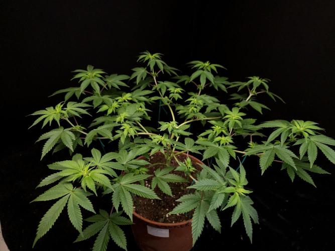 Snow White. Week 8