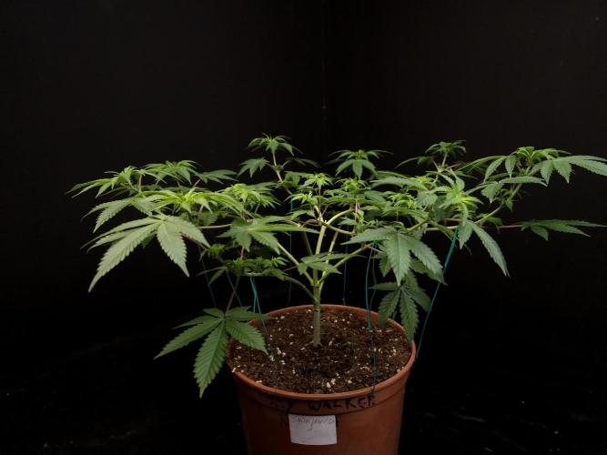 Snow White. Week 8