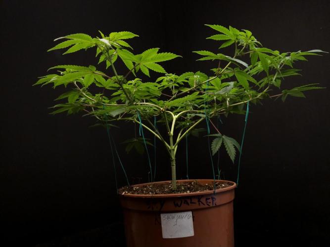 Snow White. Week 8