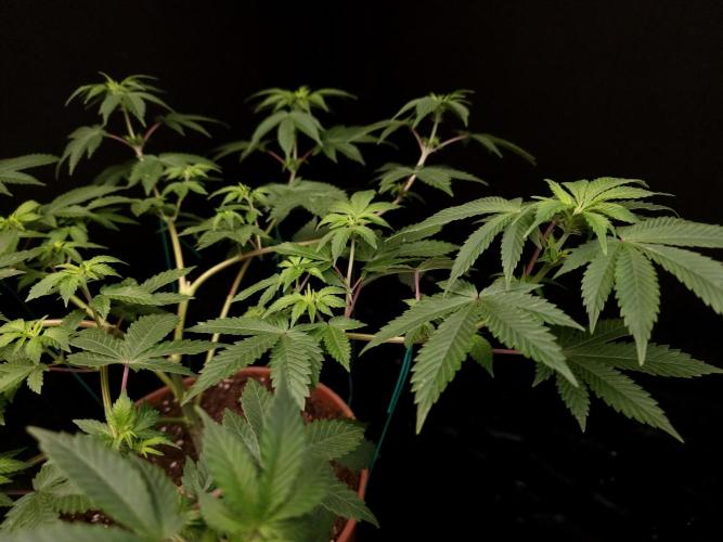 Snow White. Week 8