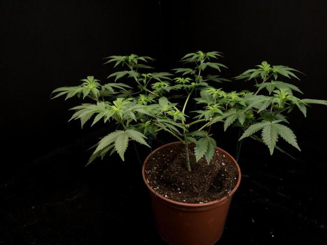 Skunk. Week 8