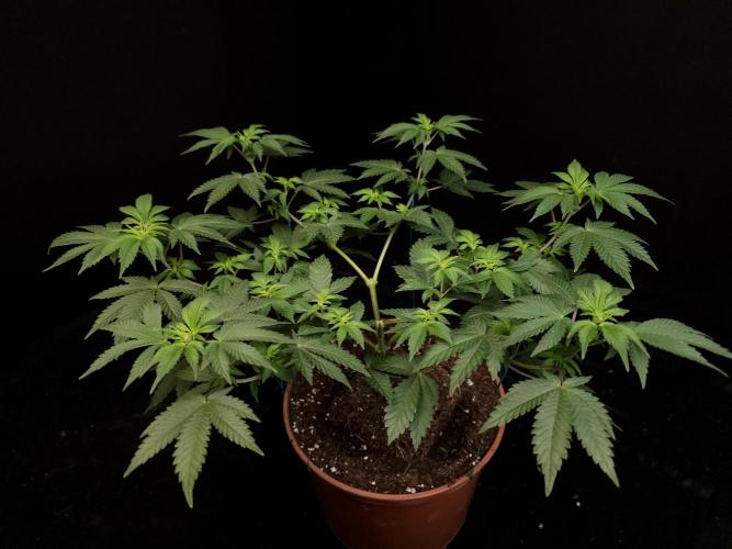 Skunk. Week 8