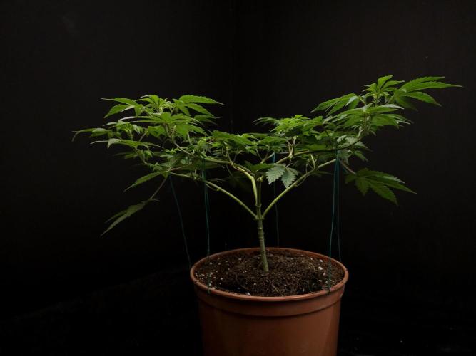 Skunk. Week 8