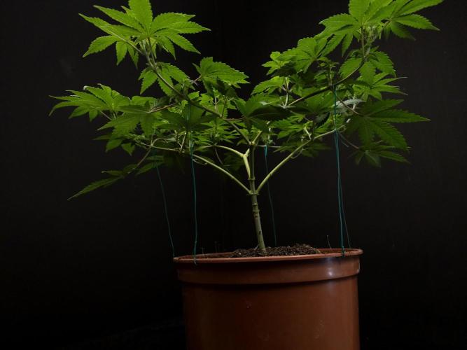 Skunk. Week 8