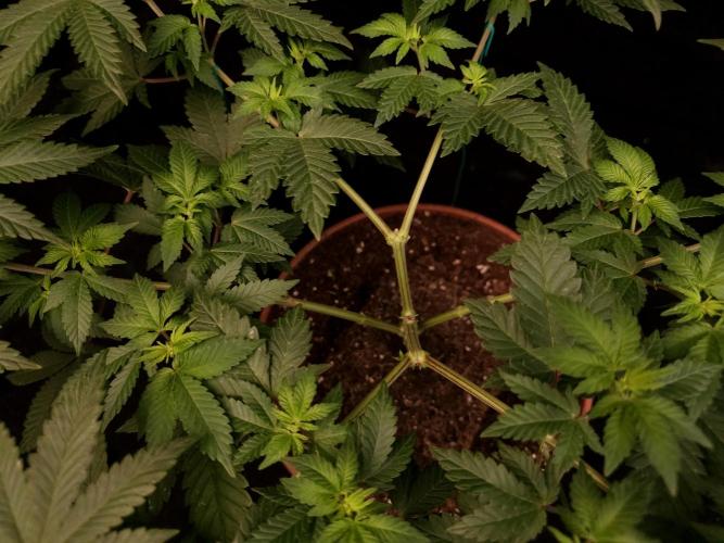 Skunk. Week 8