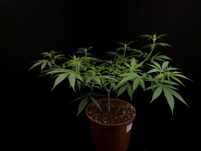 Power plant. Week 8