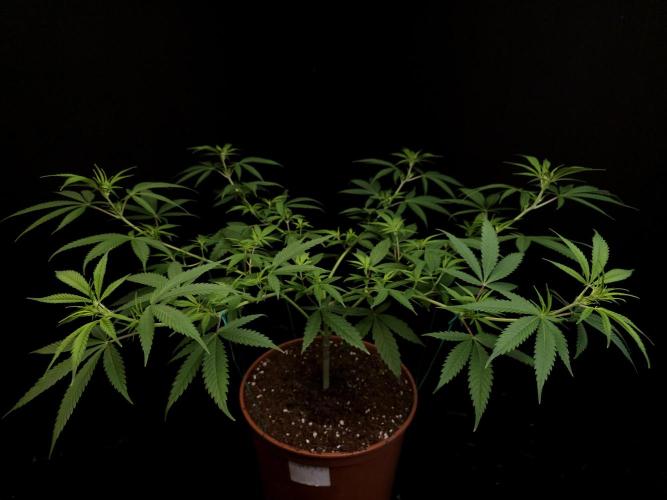 Power plant. Week 8