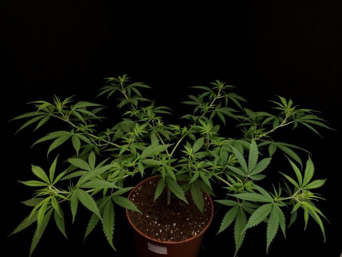 Power plant. Week 8