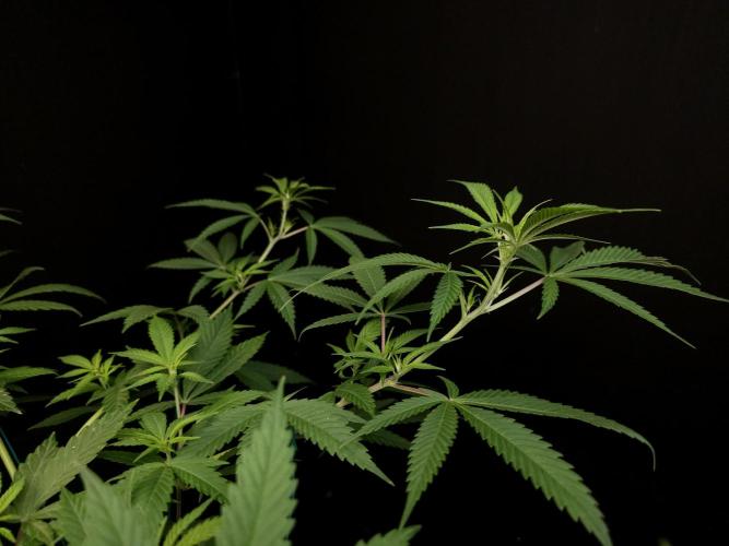 Power plant. Week 8