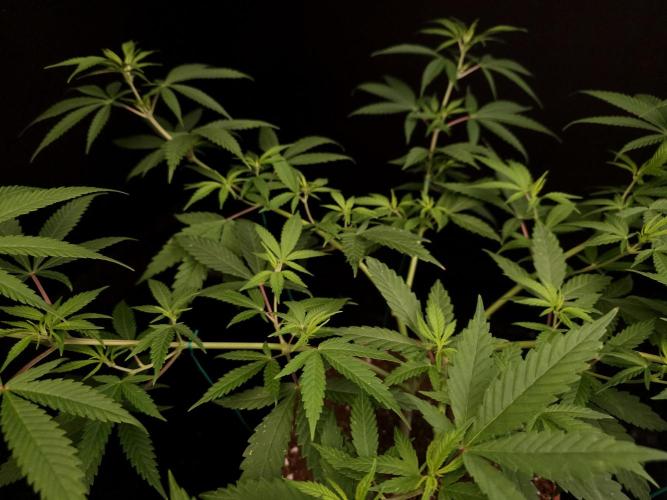 Power plant. Week 8
