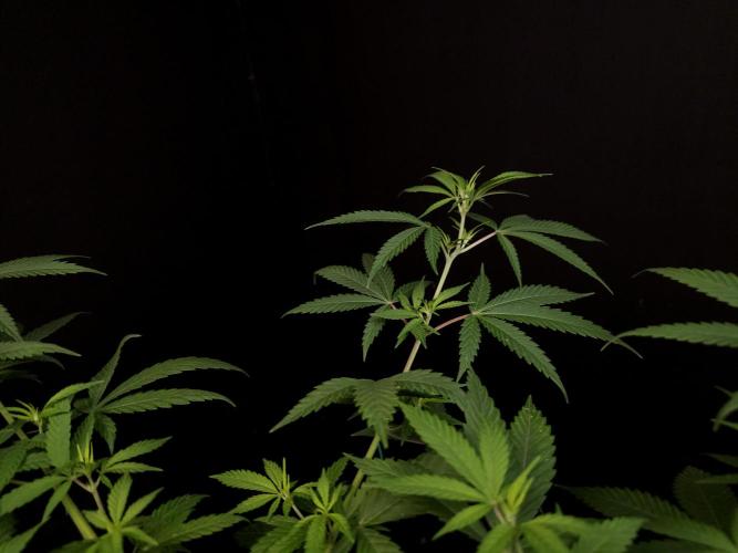Power plant. Week 8
