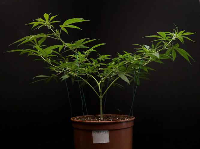 Power Plant. Week 8