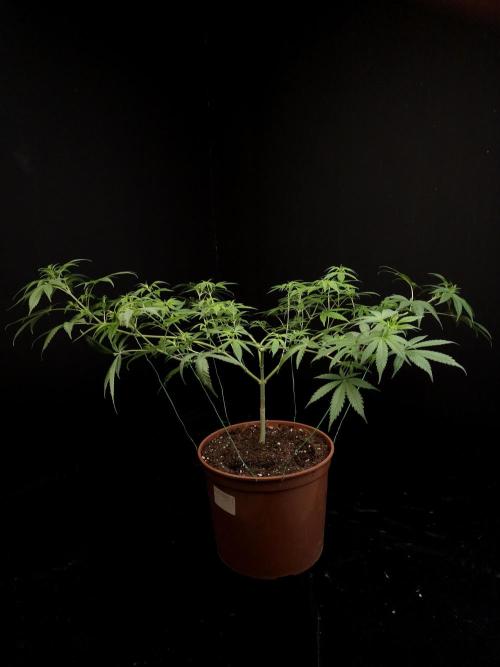 Zkittlez. Week 8