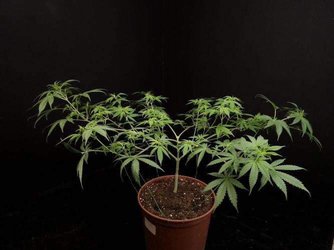 Zkittlez. Week 8