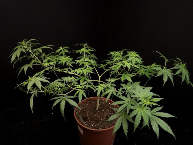 Zkittlez. Week 8