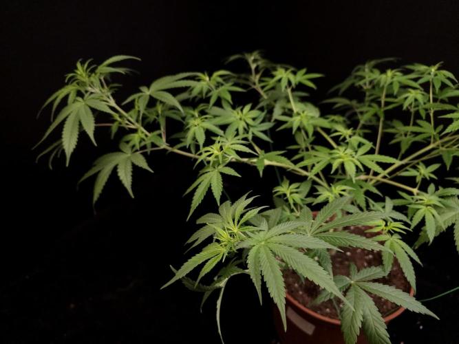 Zkittlez. Week 8